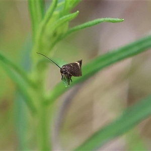 Unidentified at suppressed - 22 Sep 2024