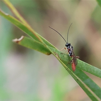 Ichneumonidae (family) at Wodonga, VIC - 21 Sep 2024 by KylieWaldon