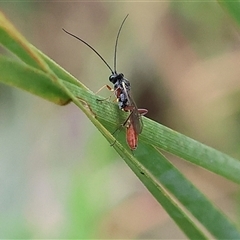 Ichneumonidae (family) at Wodonga, VIC - 22 Sep 2024 09:32 AM