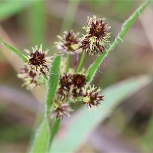 Luzula meridionalis at Wodonga, VIC - 22 Sep 2024