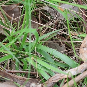 Luzula meridionalis at Wodonga, VIC - 22 Sep 2024