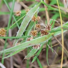 Luzula meridionalis at Wodonga, VIC - 22 Sep 2024