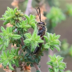 Tiphiidae (family) (Unidentified Smooth flower wasp) at Wodonga, VIC - 22 Sep 2024 by KylieWaldon