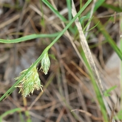 Carex inversa (Knob Sedge) at Wodonga, VIC - 22 Sep 2024 by KylieWaldon