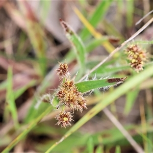 Luzula densiflora at Wodonga, VIC - 22 Sep 2024