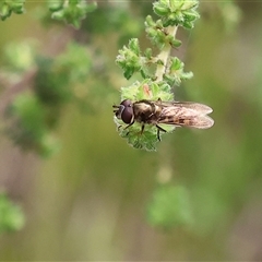 Syrphini sp. (tribe) (Unidentified syrphine hover fly) at Wodonga, VIC - 21 Sep 2024 by KylieWaldon