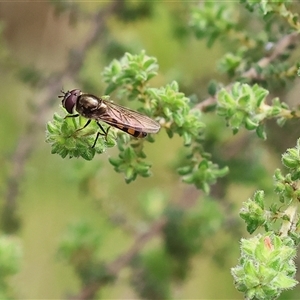 Syrphini sp. (tribe) at Wodonga, VIC - 22 Sep 2024