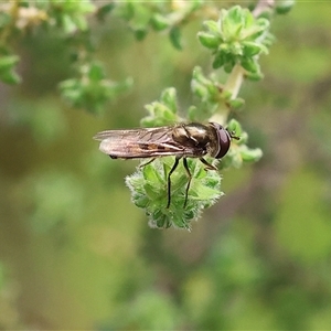 Syrphini sp. (tribe) at Wodonga, VIC - 22 Sep 2024