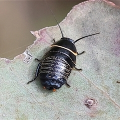 Ellipsidion australe (Austral Ellipsidion cockroach) at Wodonga, VIC - 22 Sep 2024 by KylieWaldon