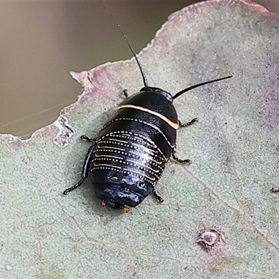 Ellipsidion australe (Austral Ellipsidion cockroach) at Wodonga, VIC - 21 Sep 2024 by KylieWaldon