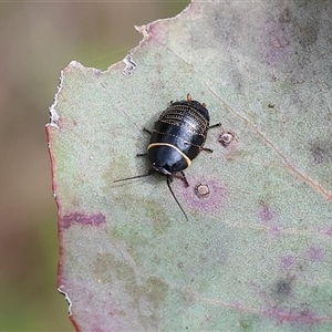 Ellipsidion australe at Wodonga, VIC - 22 Sep 2024