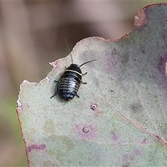 Ellipsidion australe at Wodonga, VIC - 22 Sep 2024