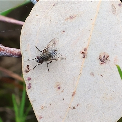 Helina sp. (genus) (Muscid fly) at Wodonga, VIC - 21 Sep 2024 by KylieWaldon