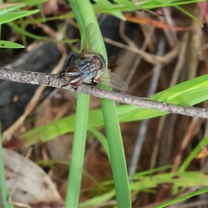 Calliphoridae (family) at Wodonga, VIC - 22 Sep 2024 09:38 AM