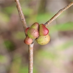 Unidentified Eucalyptus Gall at Wodonga, VIC - 21 Sep 2024 by KylieWaldon