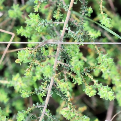 Pultenaea foliolosa at Wodonga, VIC - 21 Sep 2024 by KylieWaldon