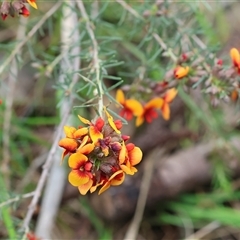 Dillwynia sericea (Egg And Bacon Peas) at Wodonga, VIC - 22 Sep 2024 by KylieWaldon