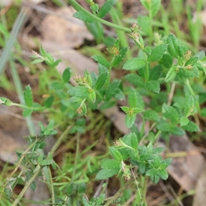 Gonocarpus tetragynus at Wodonga, VIC - 22 Sep 2024