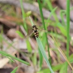 Simosyrphus grandicornis (Common hover fly) at Wodonga, VIC - 21 Sep 2024 by KylieWaldon