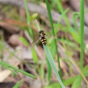 Simosyrphus grandicornis at Wodonga, VIC - 22 Sep 2024