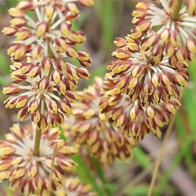 Lomandra multiflora (Many-flowered Matrush) at Wodonga, VIC - 21 Sep 2024 by KylieWaldon