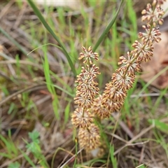 Lomandra multiflora at Wodonga, VIC - 22 Sep 2024