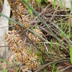 Lomandra multiflora at Wodonga, VIC - 22 Sep 2024