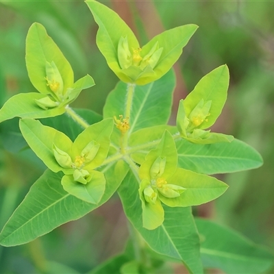 Euphorbia sp. at Wodonga, VIC - 21 Sep 2024 by KylieWaldon