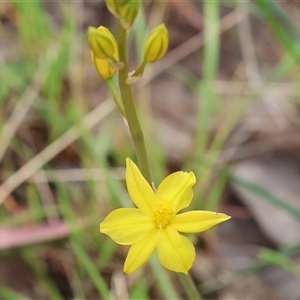 Bulbine bulbosa at Wodonga, VIC - 22 Sep 2024 09:50 AM