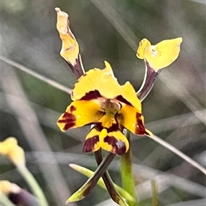 Diuris pardina at Kenny, ACT - suppressed