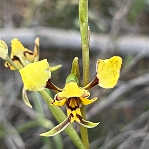 Diuris pardina at Kenny, ACT - suppressed