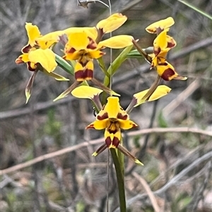 Diuris pardina at Kenny, ACT - suppressed