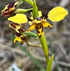 Diuris pardina at Kenny, ACT - suppressed