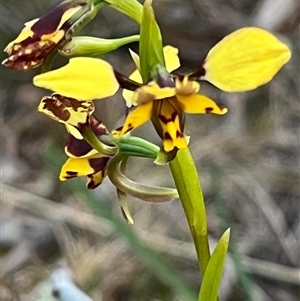 Diuris pardina at Kenny, ACT - suppressed