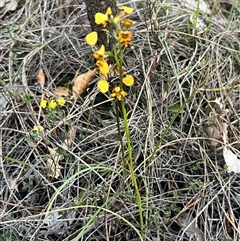 Diuris pardina at Kenny, ACT - suppressed