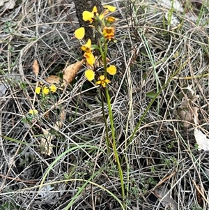 Diuris pardina at Kenny, ACT - suppressed