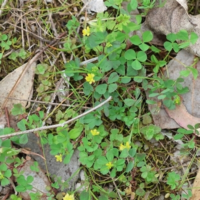 Trifolium campestre at Wodonga, VIC - 21 Sep 2024 by KylieWaldon