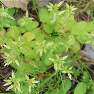 Cerastium glomeratum at Wodonga, VIC - 22 Sep 2024