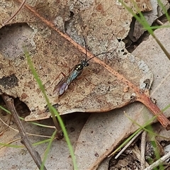 Unidentified Flower wasp (Scoliidae or Tiphiidae) at Wodonga, VIC - 21 Sep 2024 by KylieWaldon