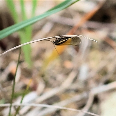 Philobota undescribed species near arabella at Wodonga, VIC - 21 Sep 2024 by KylieWaldon