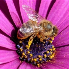 Apis mellifera at Wodonga, VIC - 23 Sep 2024 by KylieWaldon