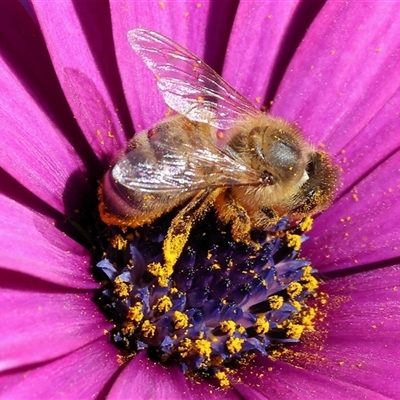 Apis mellifera at Wodonga, VIC - 23 Sep 2024 by KylieWaldon