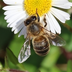 Apis mellifera at Wodonga, VIC - 23 Sep 2024 10:21 AM