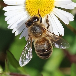 Apis mellifera at Wodonga, VIC - 23 Sep 2024 10:21 AM