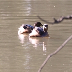 Tachybaptus novaehollandiae (Australasian Grebe) at Splitters Creek, NSW - 27 Sep 2024 by KylieWaldon