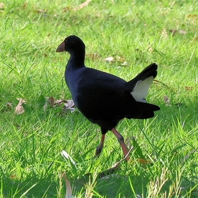 Porphyrio melanotus (Australasian Swamphen) at Splitters Creek, NSW - 26 Sep 2024 by KylieWaldon