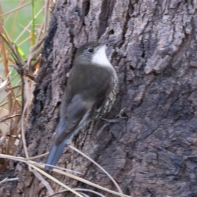 Cormobates leucophaea (White-throated Treecreeper) at Splitters Creek, NSW - 27 Sep 2024 by KylieWaldon