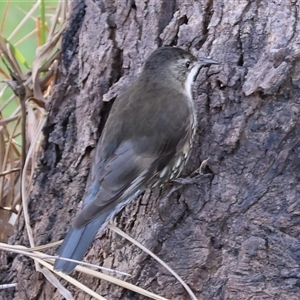 Cormobates leucophaea at Splitters Creek, NSW - 27 Sep 2024 08:29 AM