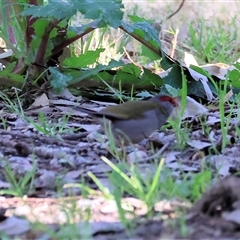 Neochmia temporalis (Red-browed Finch) at Splitters Creek, NSW - 27 Sep 2024 by KylieWaldon