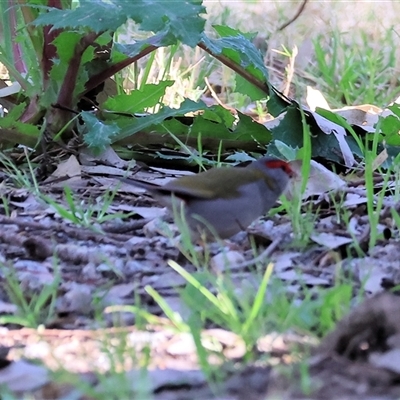 Neochmia temporalis (Red-browed Finch) at Splitters Creek, NSW - 27 Sep 2024 by KylieWaldon